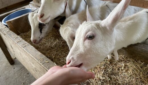 【ルーラルカプリ農場】岡山市東区 ヤギと触れ合えるデートスポット 癒しの農場へ行ってきました。